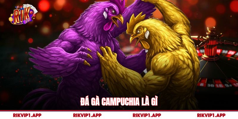 Đá Gà Campuchia Là Gì